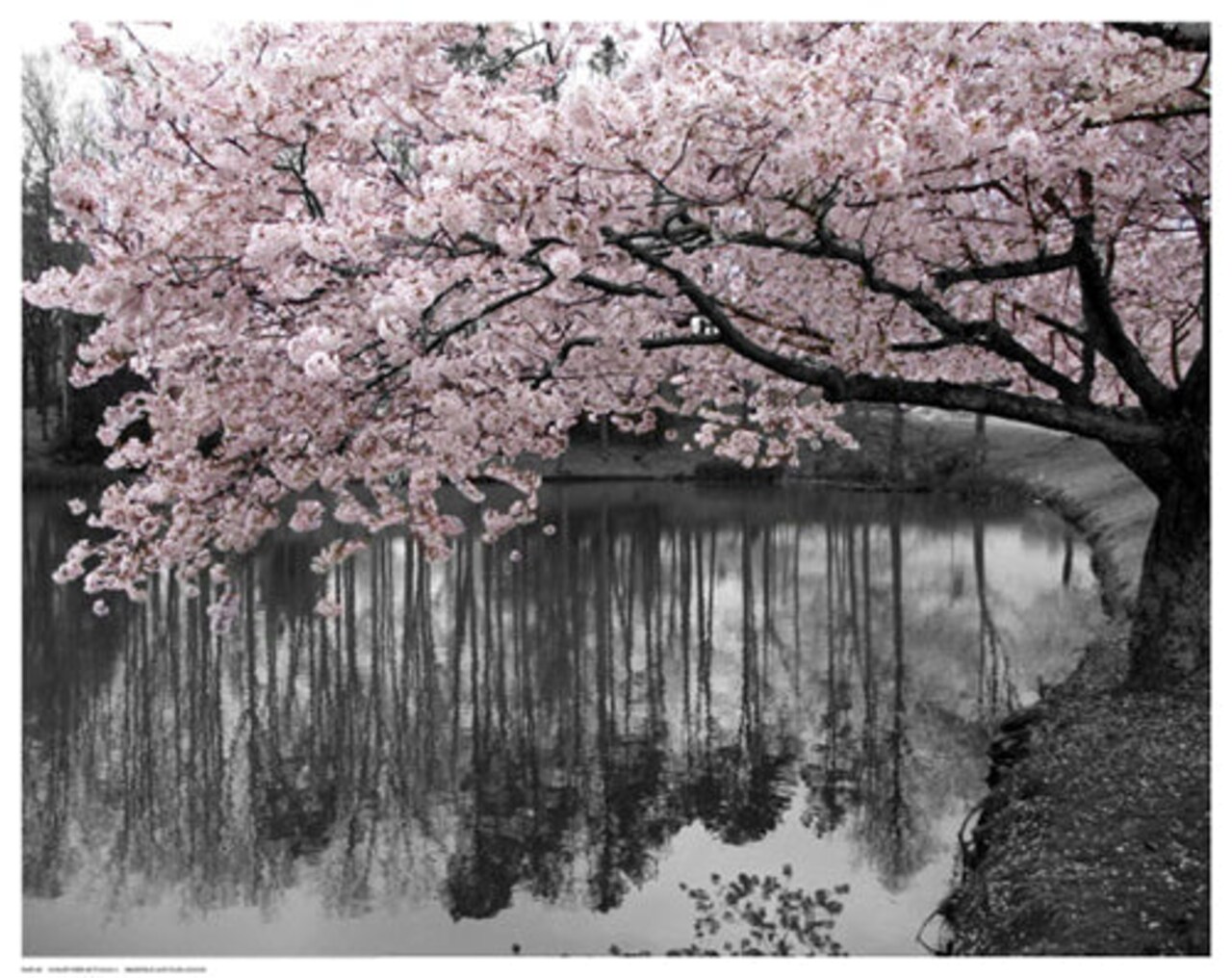 Violet Reflections II by Anon Wall Art Décor 11 1/2 x 14 1/2 Art Print